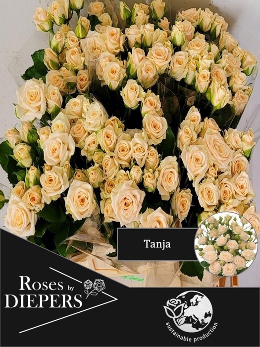 <h4>R TR TANJA</h4>