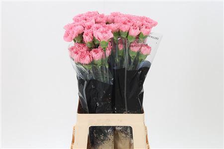 <h4>Di St Verona</h4>