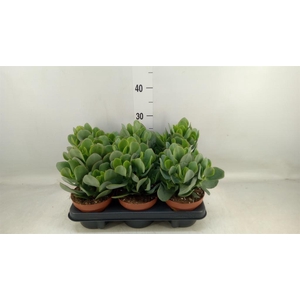 Crassula arborescens