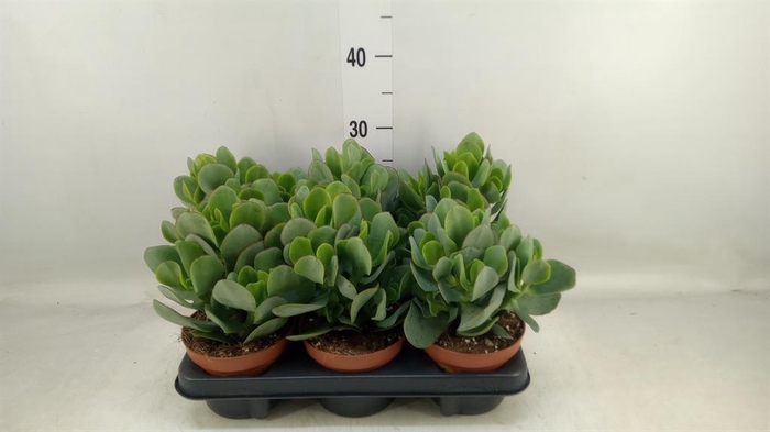 <h4>Crassula arborescens</h4>