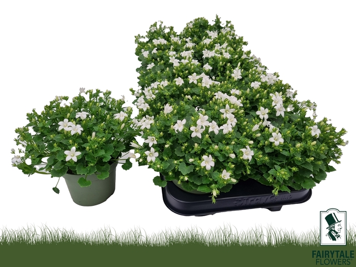 CAMP POR WHI GET MEE