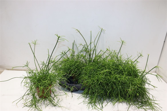 <h4>arr8 Rhipsalis Ov</h4>