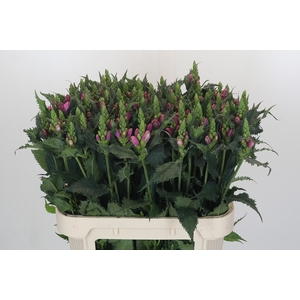 Chelone Obliqua