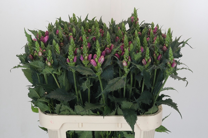 <h4>Chelone Obliqua</h4>