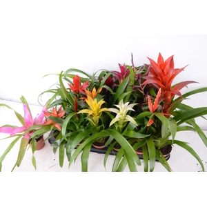 BROMELIA GEM 15 SRT