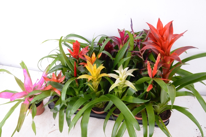 <h4>BROMELIA GEM 15 SRT</h4>