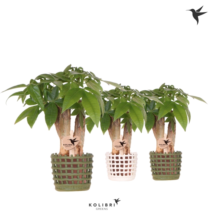 <h4>Kolibri Greens Pachira in Mesh pot mix</h4>