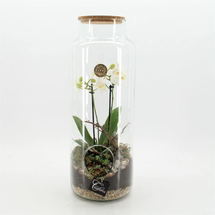 <h4>Arr.  Phalaenopsis H%</h4>