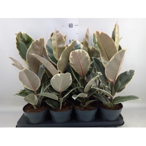 Ficus elastica 'Tineke'