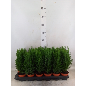 Chamaecyparis laws. 'Ellwoodii'