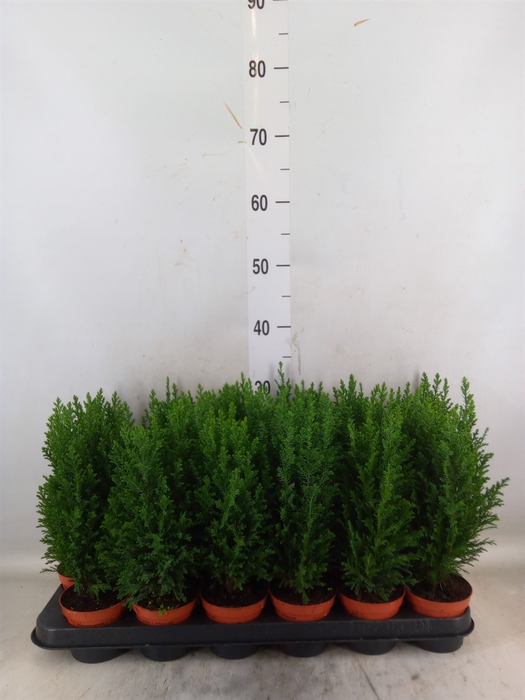 <h4>Chamaecyparis laws. 'Ellwoodii'</h4>