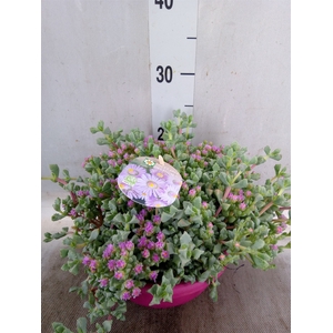 Lampranthus roseus