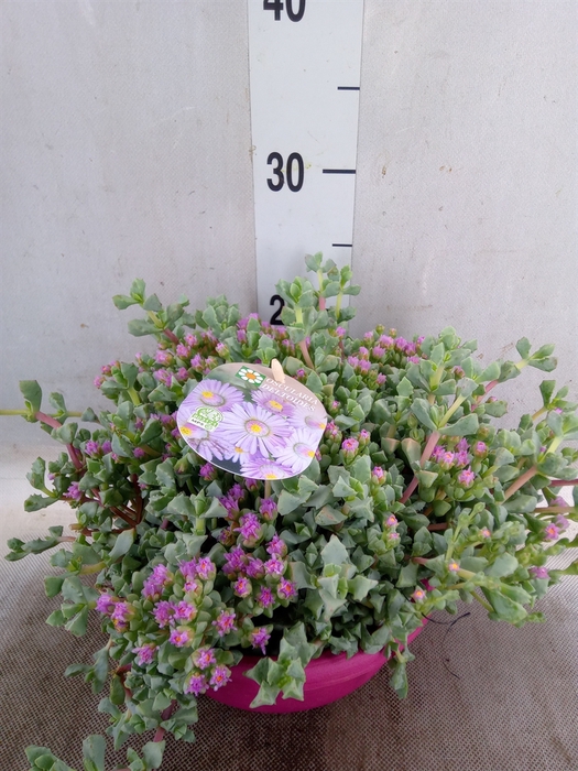 <h4>Lampranthus roseus</h4>