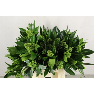 SKIM KEW GREEN PER BUNCH (10BL)