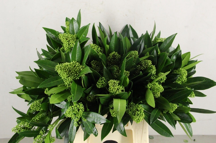 <h4>SKIM KEW GREEN PER BUNCH (10BL)</h4>