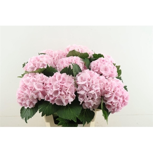 Hydr M Lollypop Pink 60-18