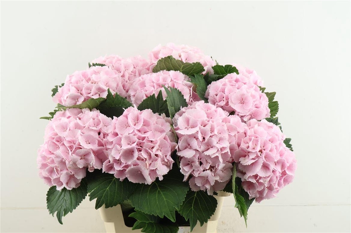 <h4>Hydr M Lollypop Pink 60-18</h4>