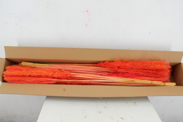 <h4>DF Pampas Silvy Bs 10pc Orange</h4>