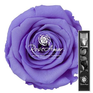 30cm Stem Vio01