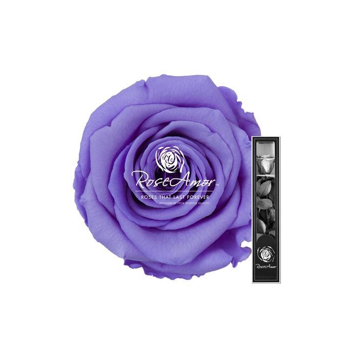 <h4>30cm Stem Vio01</h4>