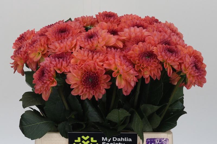 <h4>Dahlia Sebastian</h4>