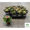 Kalanchoe ROYALE Mix 7Ø 15cm