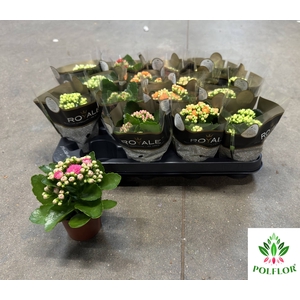 Kalanchoe ROYALE Mix 7Ø 15cm