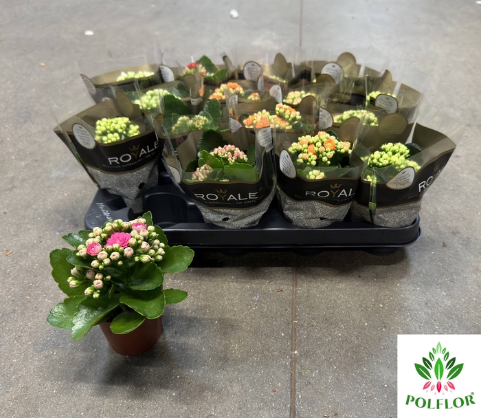 Kalanchoe ROYALE Mix 7Ø 15cm