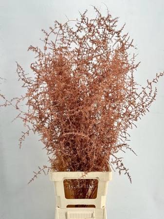 <h4>Asparagus Wild Painted Luxury Copper</h4>