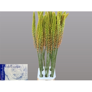 Eremurus Orange Princess