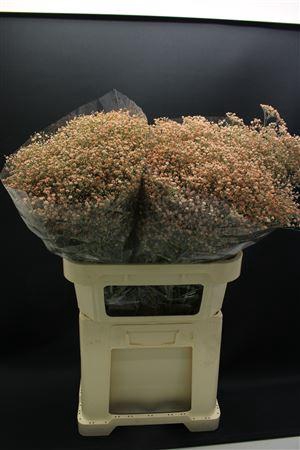 <h4>Gyps Fijn Apricot</h4>