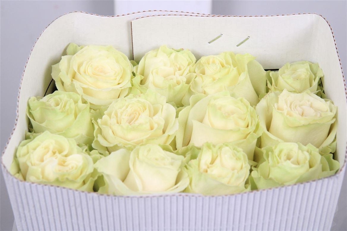 <h4>R Gr Mondial Ec</h4>