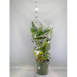 Alpinia zerumbet 'Variegata'