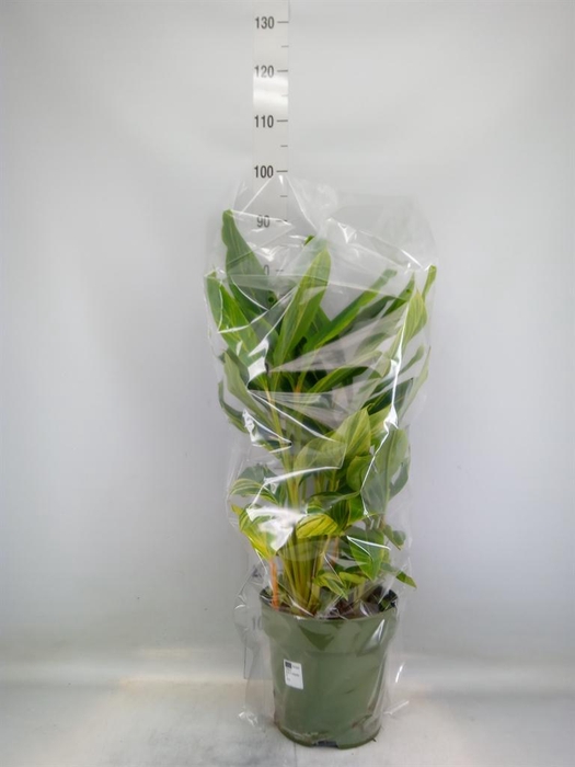 <h4>Alpinia zerumbet 'Variegata'</h4>