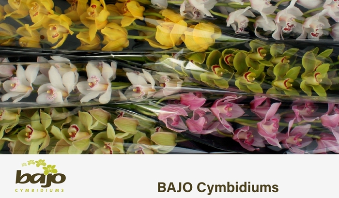 <h4>CYMB T GEM</h4>
