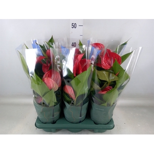 Anthurium andr. 'Picanta Red'