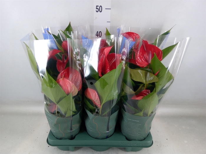 <h4>Anthurium andr. 'Picanta Red'</h4>