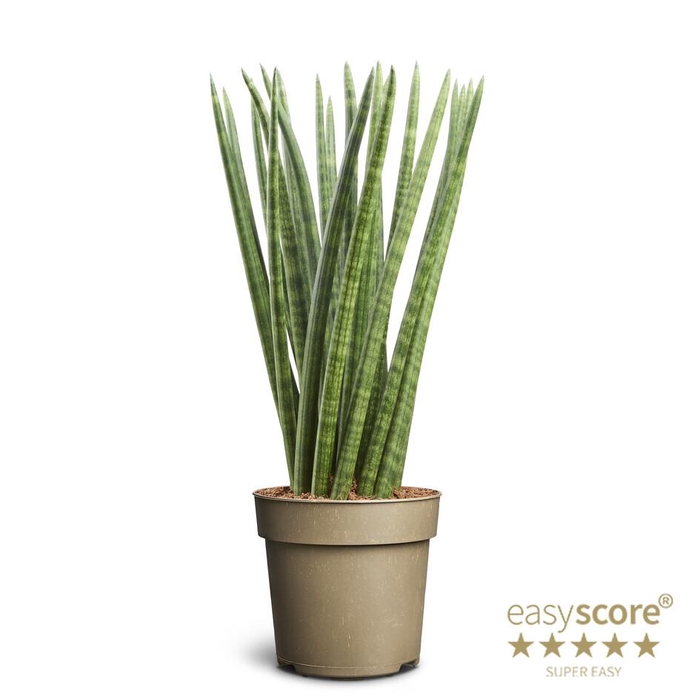 SANSEVIERIA CYLINDRICA