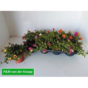 Portulaca gemengd
