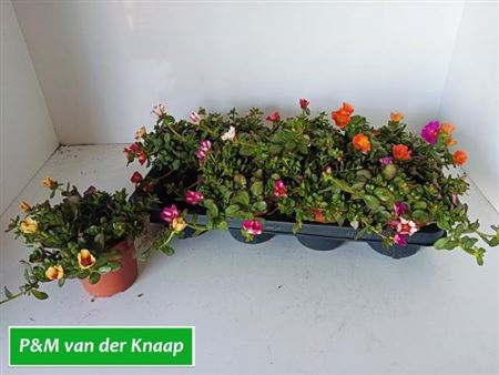 <h4>Portulaca gemengd</h4>