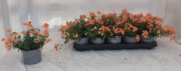 <h4>DIAS PICCAD SALMON</h4>