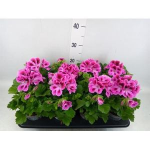 Pelargonium gran.   ..