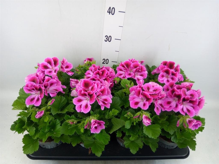<h4>Pelargonium gran.   ..</h4>