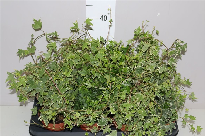 <h4>Hedera He Gemengd</h4>
