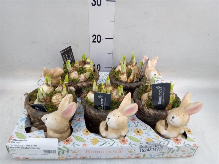 <h4>Arr. Narcissus</h4>