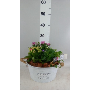 Arr.   Tuinplanten L%