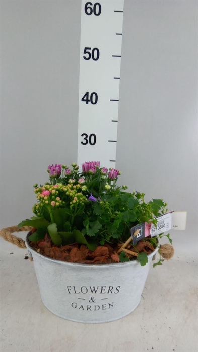 <h4>Arr.   Tuinplanten L%</h4>