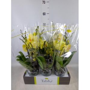 Phalaenopsis   ...yellow