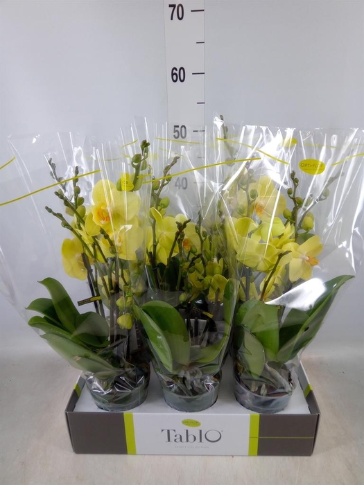 <h4>Phalaenopsis ...yellow</h4>