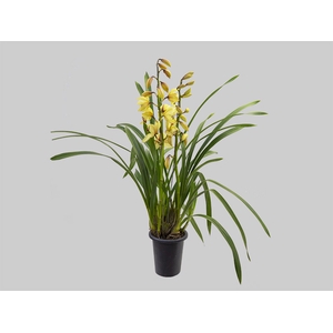 CYMBIDIUM P18 AMARELO MIN 2 HT
